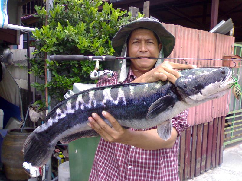 ไพท์ที่8.แบก นน.เกือบ 8 โล.เจอกบแล้ว