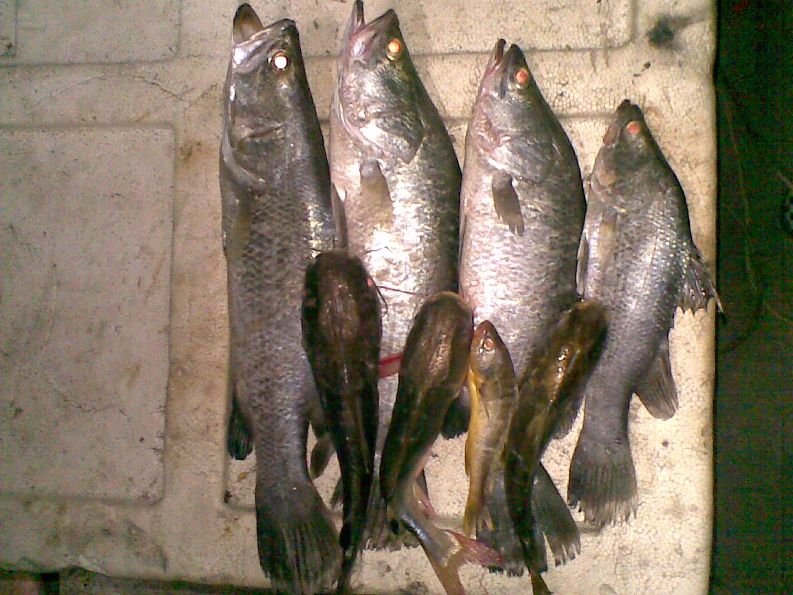 Daiwa BG13 