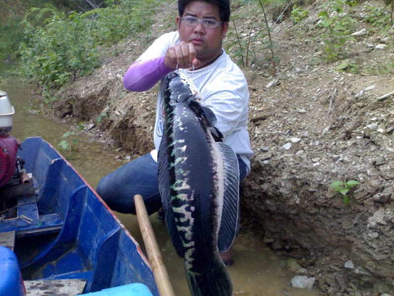 ชะโดใหญ่เขื่อนดิน