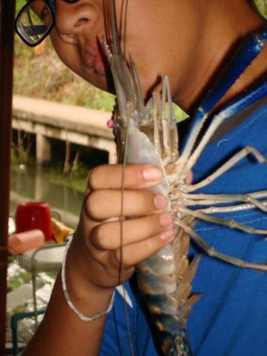 หนึ่งสัปดาห์กุ้งอัมพวา
