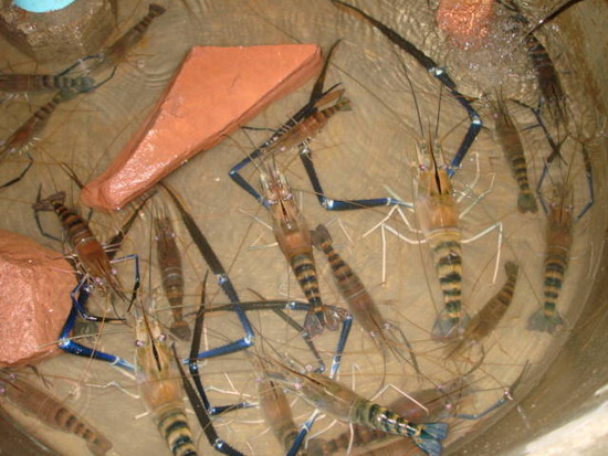 หนึ่งสัปดาห์กุ้งอัมพวา
