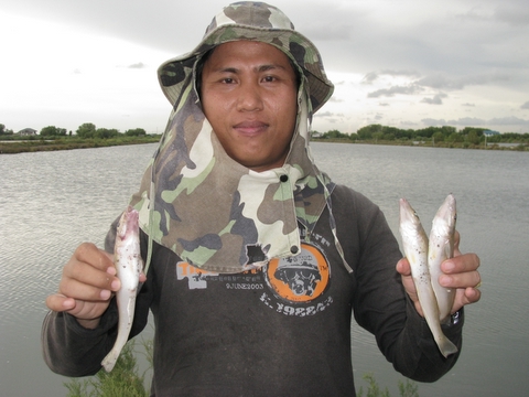 หมายเด็ดเห็ดโคนยักษ์