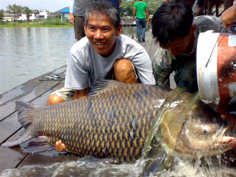 กระโห้ยักษ์ที่บึงโดยน้าหมูครับ
