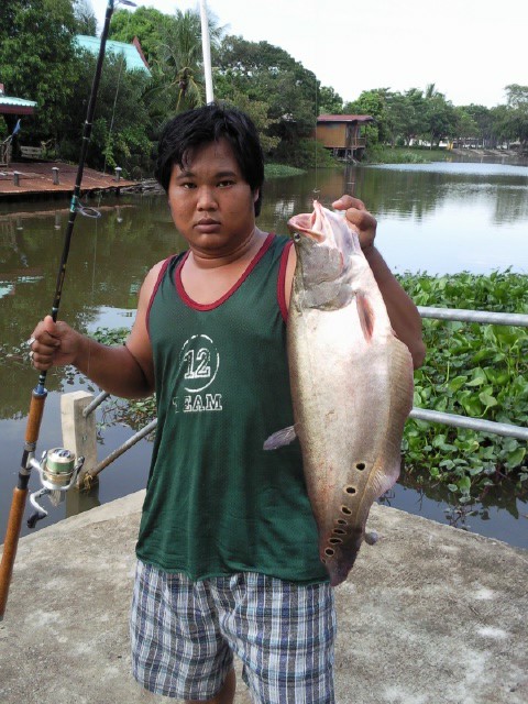 ปลากรายร้อนๆในคลองหน้าบ้านผม+สวายนิดหน่อย
