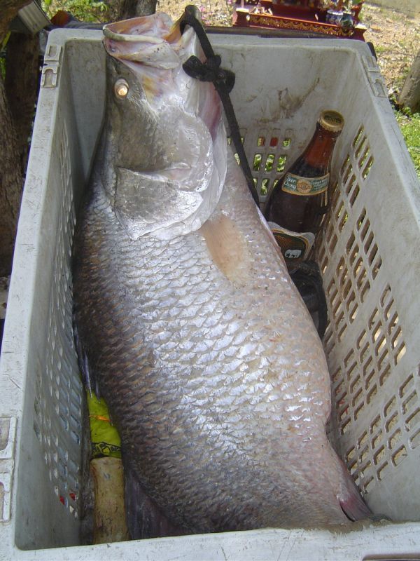 very  BIGggggg................