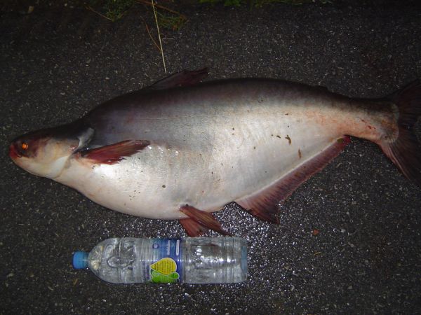 very  BIGggggg................