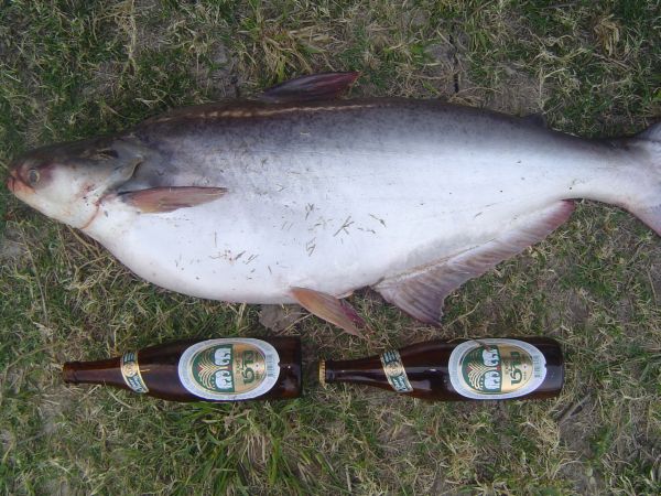 very  BIGggggg................