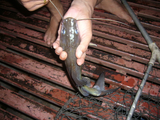 BIG ONE ภาค ปลาหน้าดินเขื่อนศรีนครินทร์