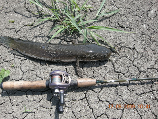 ตกปลาช่อนหมายเดิมไม่มีแห้วครับ