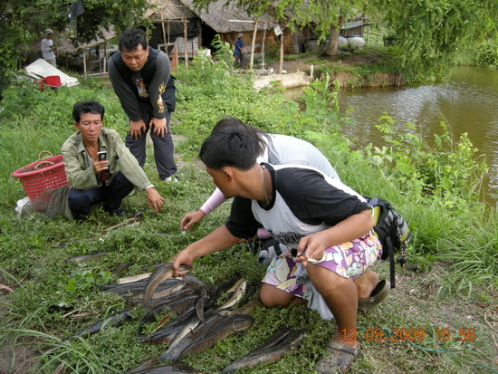 ตกปลาช่อนหมายเดิมไม่มีแห้วครับ