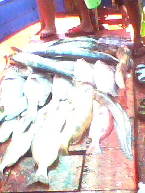 ทริปเล็กๆ..กับปลารวมๆ