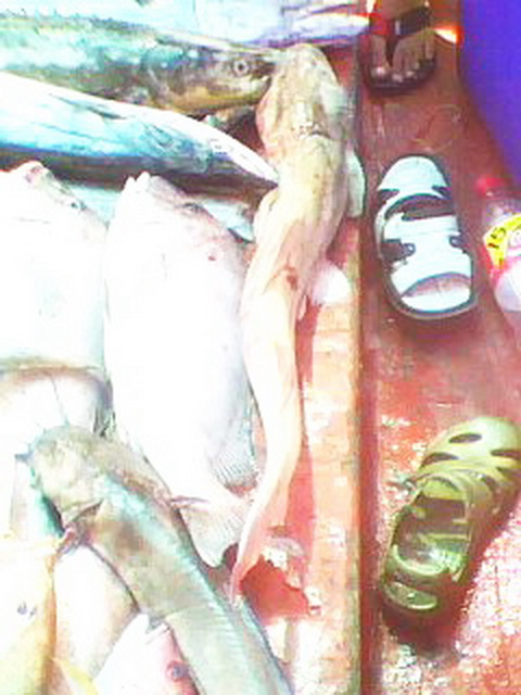 ทริปเล็กๆ..กับปลารวมๆ