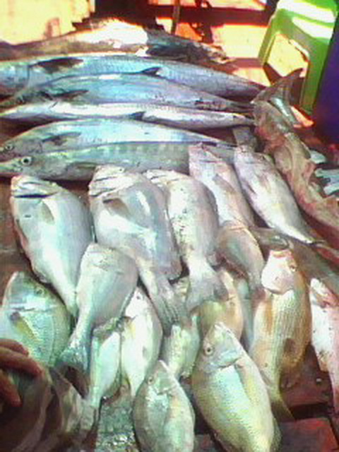 ทริปเล็กๆ..กับปลารวมๆ