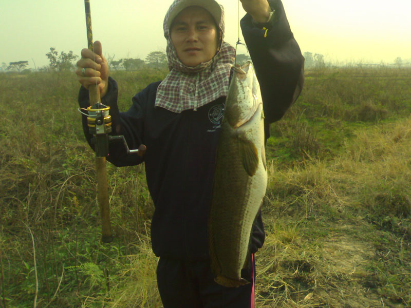 ชะโด+ช่อน+ไอ้ค้าว ของผมแถวๆป่าแดดนี่เอง