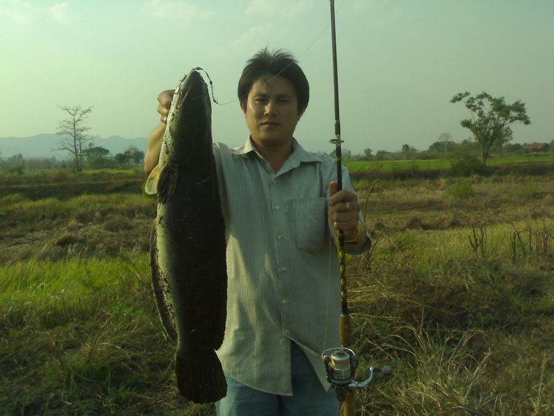 ชะโด+ช่อน+ไอ้ค้าว ของผมแถวๆป่าแดดนี่เอง