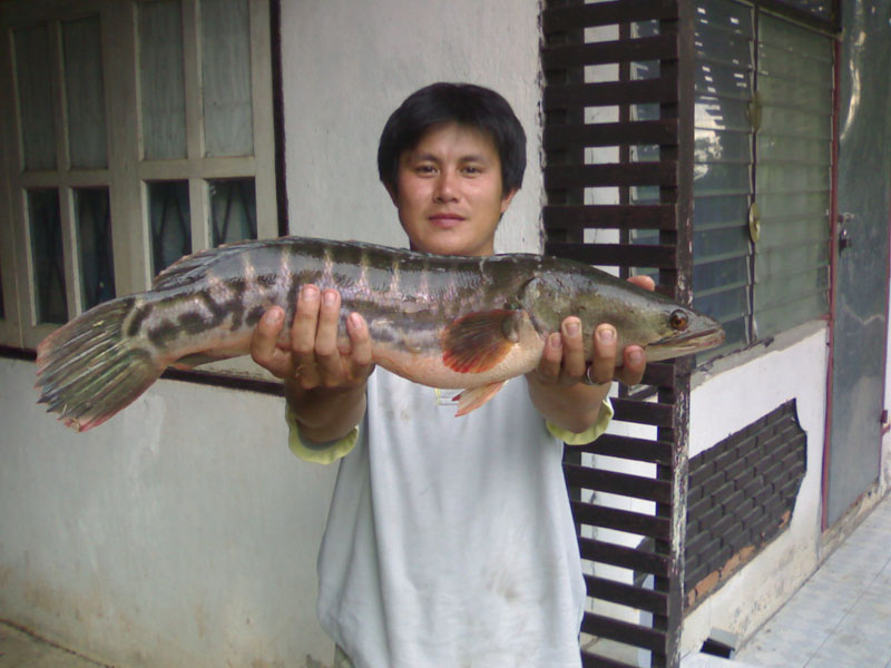 ชะโด+ช่อน+ไอ้ค้าว ของผมแถวๆป่าแดดนี่เอง ภาค 2