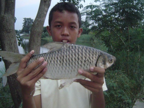 อรุณรุ่งที่หนองบัว.............