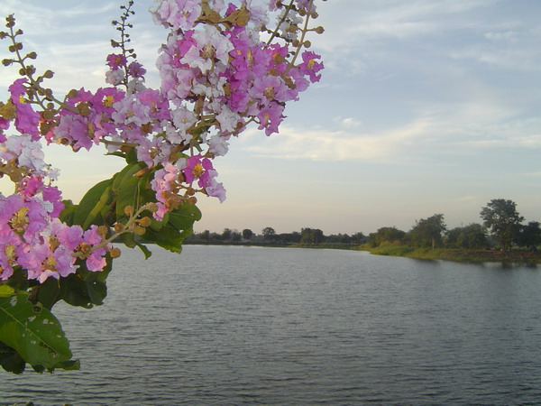 อรุณรุ่งที่หนองบัว.............