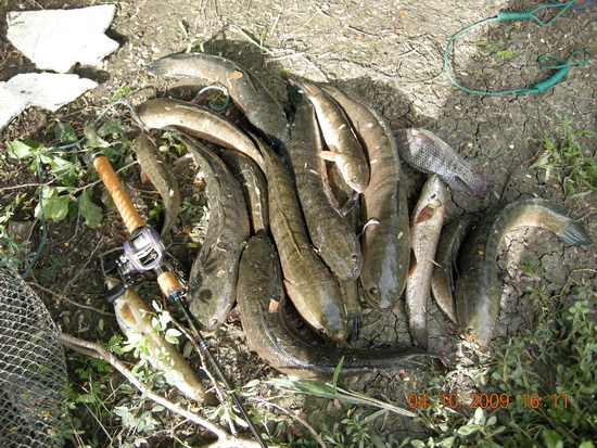มีรูปปลาช่อนวังกุ้งมาฝาก