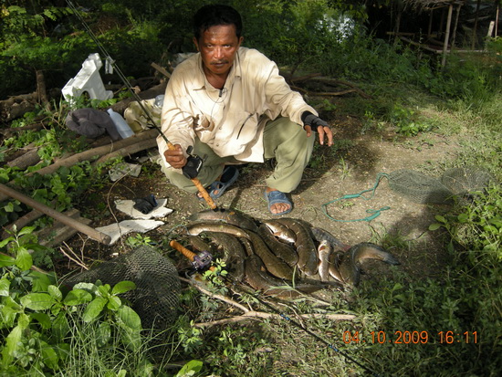 มีรูปปลาช่อนวังกุ้งมาฝาก