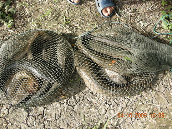 มีรูปปลาช่อนวังกุ้งมาฝาก