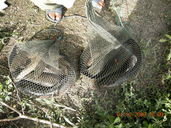 มีรูปปลาช่อนวังกุ้งมาฝาก