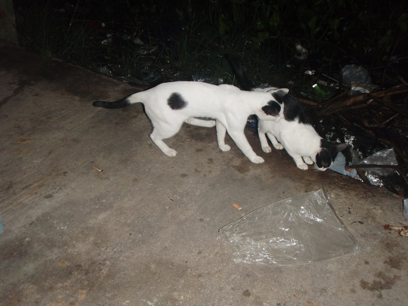 หนังสด...ที่เงาน้ำ  