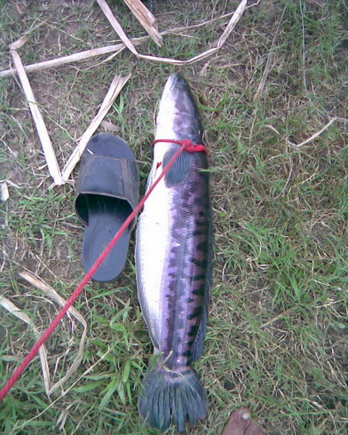 เมื่อหมออนามัยไป Fishing 2