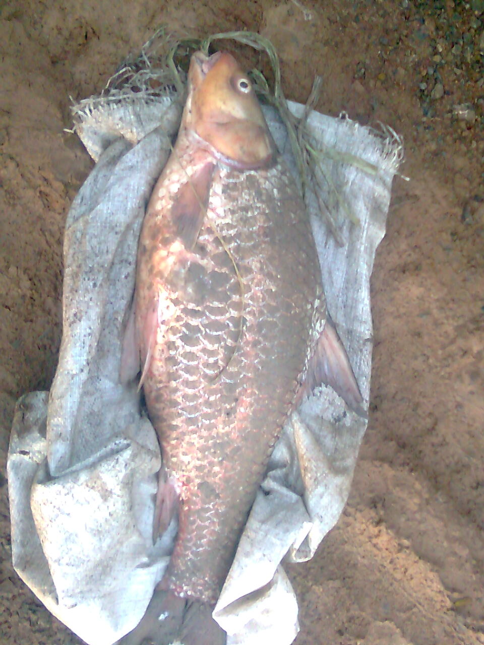 Seven Lines Fishing Park (หนองเจ็ดเส้น)