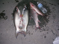 ขอรายละเอียดแพตกปลาที่กาญจนบุรี
