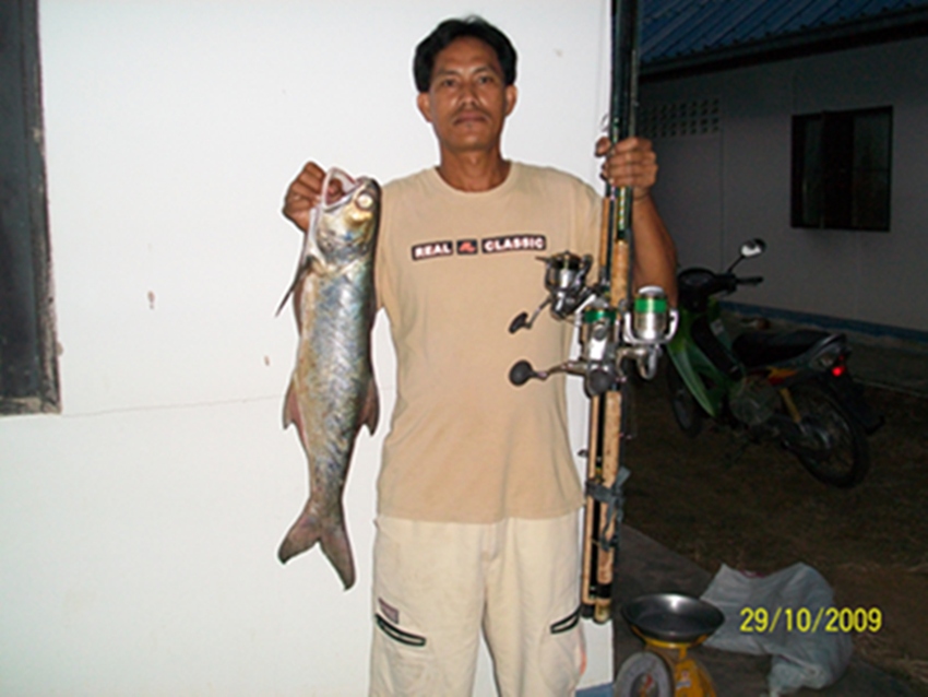 กุเลาบุกแล้ว