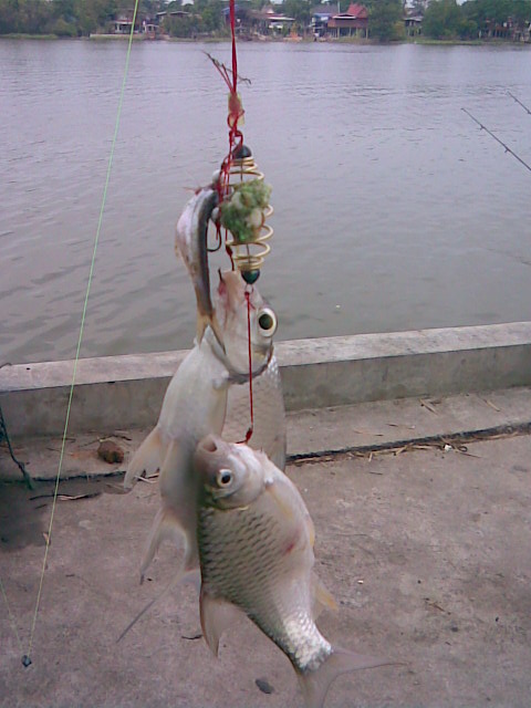 ท่าเรือแม่นำเจ้าพระยาแถวอยุธยา