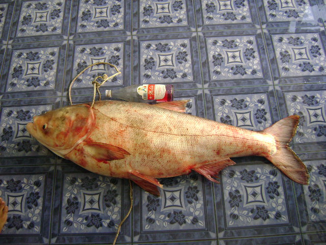 ปลาจีนเจ้าพระยา กับสถติใหม่ของตัวเอง 21.5 kilo