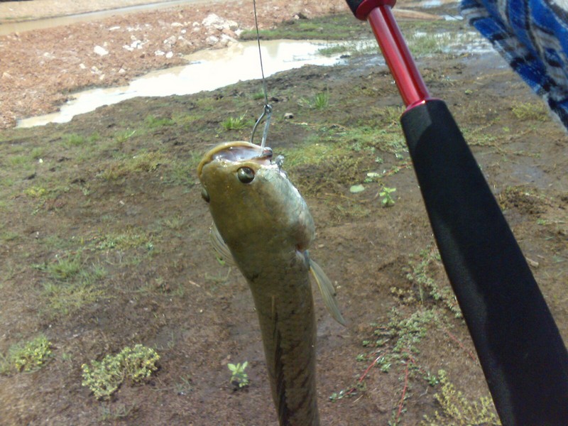 เปิดตัวน้องใหม่ Chadows Fishing Team จ.หนองคาย