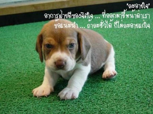 อาการของใจ