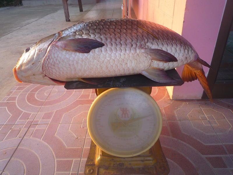 --------ยี่สกภูเขา--------