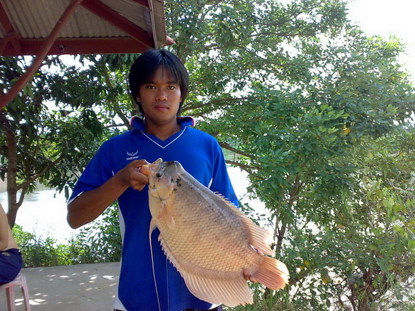 ปลาเเรดใหญ่ที่เเม่น้ำน้อย จังหวัดอ่างทอง