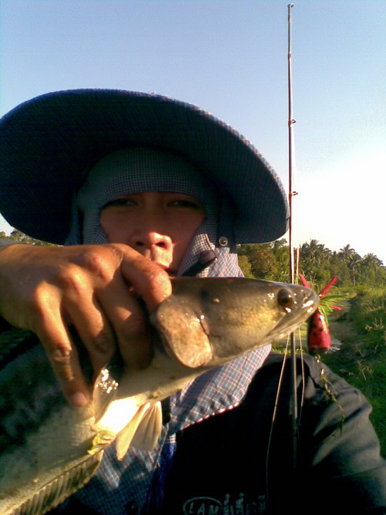 เมื่อวานชะโด..วันนี้ปลาช่อน