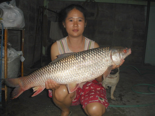 หมายหนองเจ็ดเส้น"อ่างทอง"