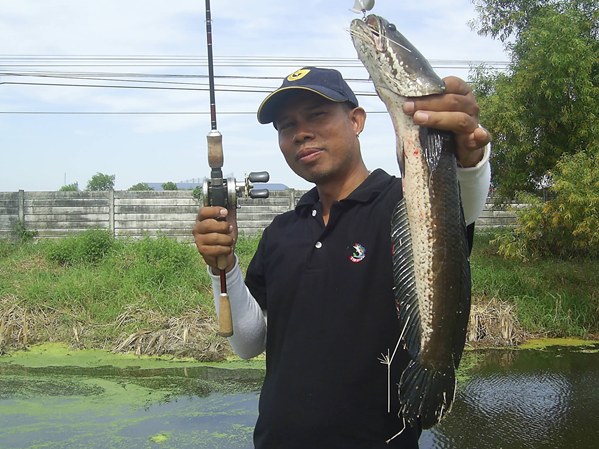 ปลาช่อนข้างทางสุวินทวงศ์