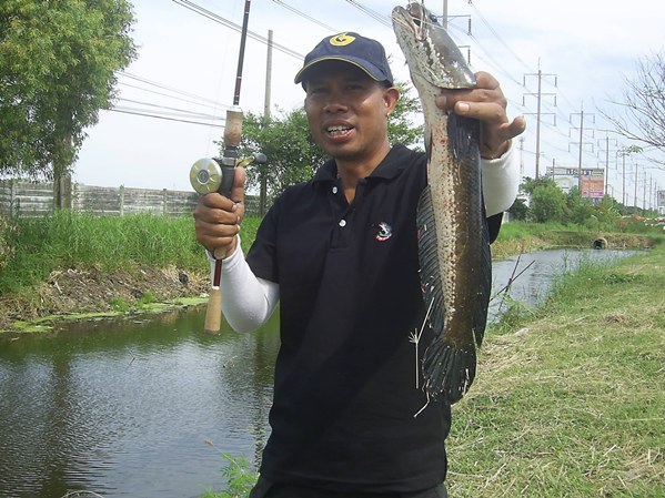 ปลาช่อนข้างทางสุวินทวงศ์