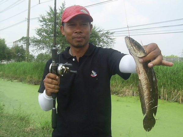 ปลาช่อนข้างทางสุวินทวงศ์