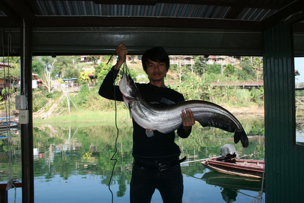 ปลาเค้า วันนี้เป็นของเรา สังขะ กาญจนบุรี 