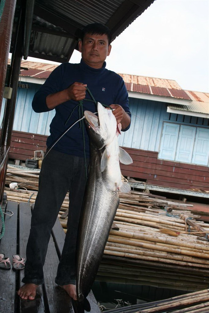 ปลาเค้า วันนี้เป็นของเรา สังขะ กาญจนบุรี 