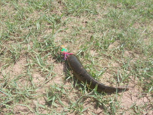 ปลาน้อยสุรินทร์