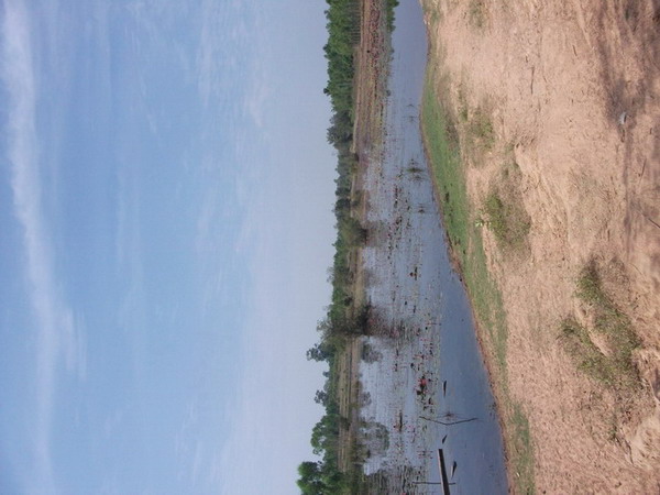 ปลาน้อยสุรินทร์