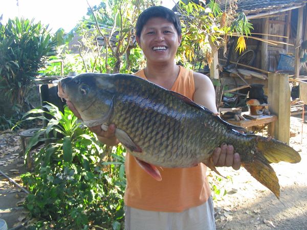 ปลาในยักษ์