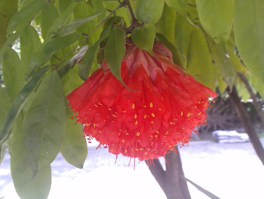 สวยมาก.................ดอกไม้ แต่ไม่รู้ชื่อ