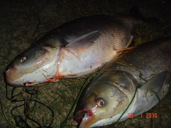 ฟ้าสางที่....รางไอ้เข้............