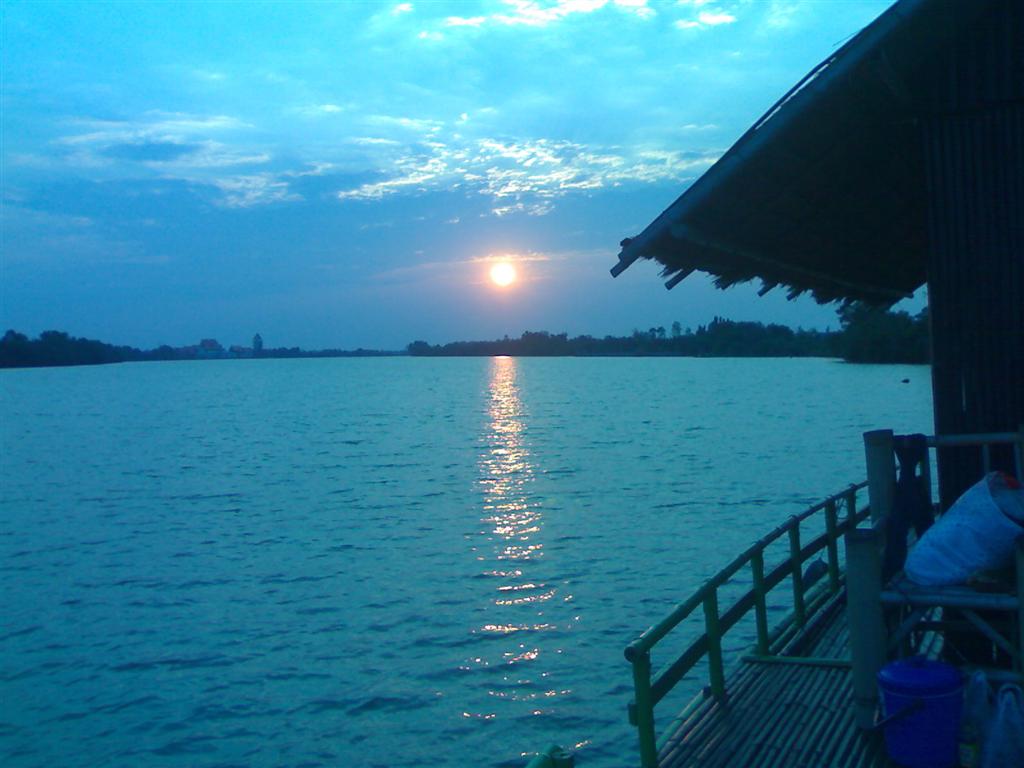 ปลาหางกิ่วเข้าแล้วที่แพบางประกงครับ 31/01/10